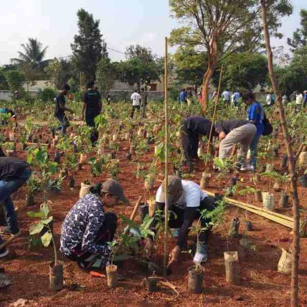 Plant a Tree